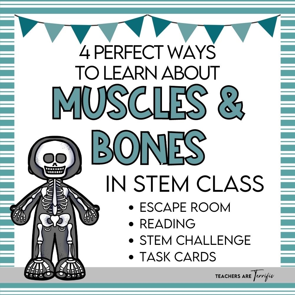 4 Unique Activities To Learn About Muscles And Bones Teachers 