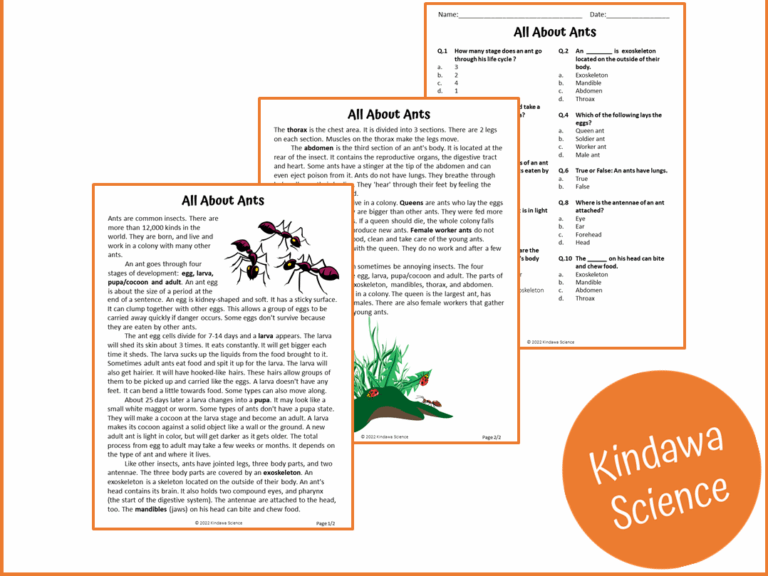 All About Ants Reading Comprehension Passage And Questions PDF Teaching Resources