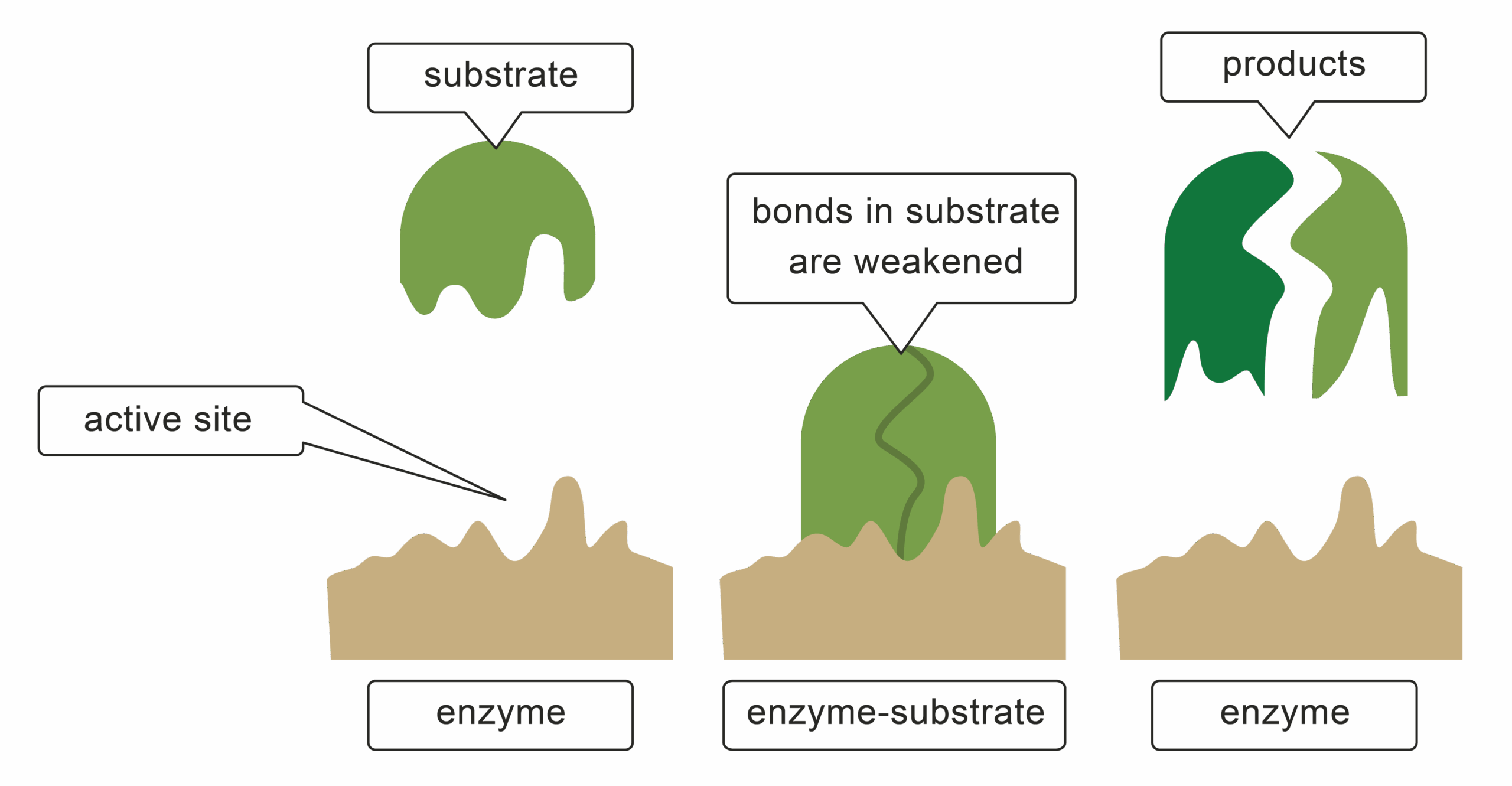 Describe The Enzymes In The Digestive System Worksheet EdPlace