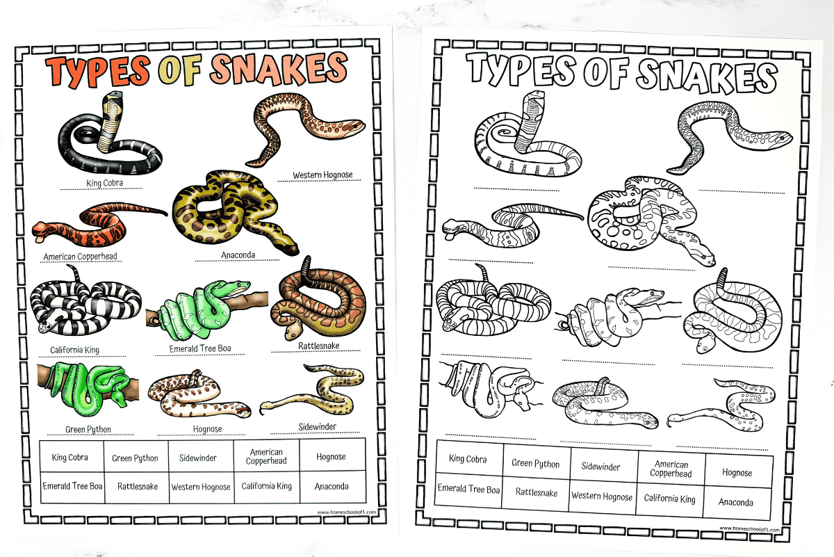 Different Types Of Snakes Worksheet Free Printable 