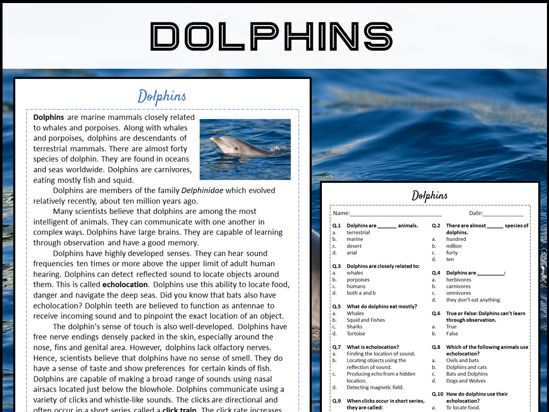 Dolphins Reading Comprehension Passage And Questions PDF Teaching Resources