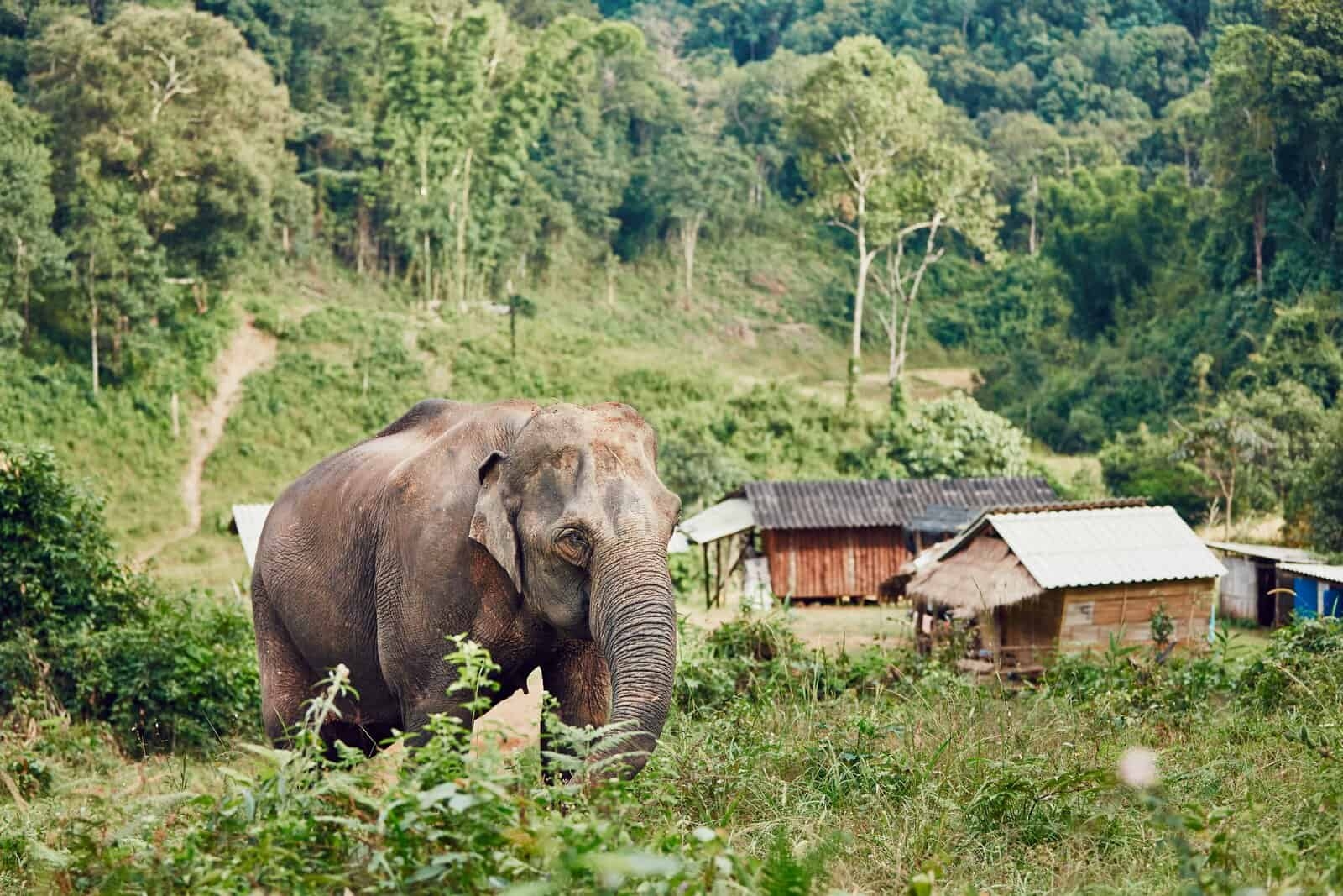 Reading Comprehension Worksheets Thailand Elephants