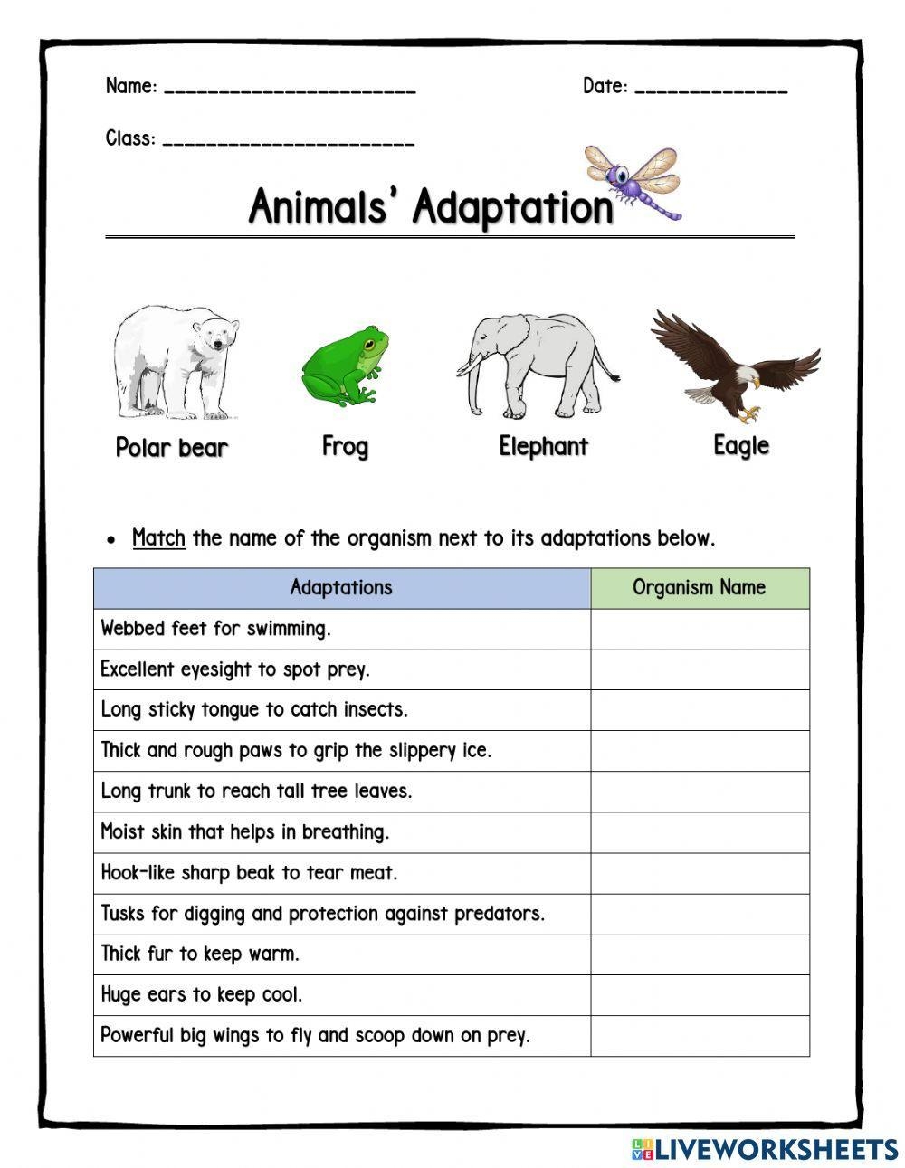 Free Animal Adaptations Worksheet 4th Grade Download Free Animal Adaptations Worksheet 4th Grade Png Images Free Worksheets On Clipart Library