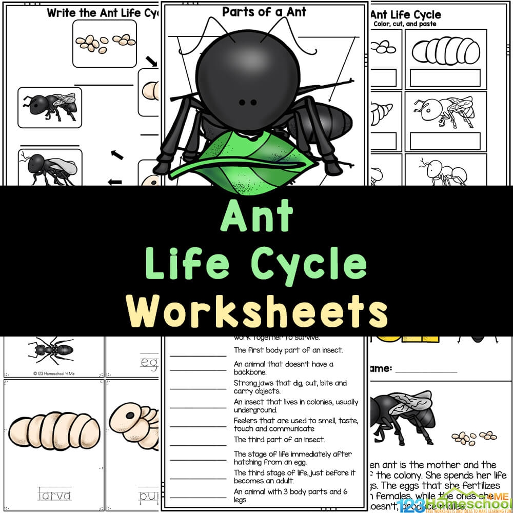 FREE Printable Life Cycle Of An Ant Worksheets