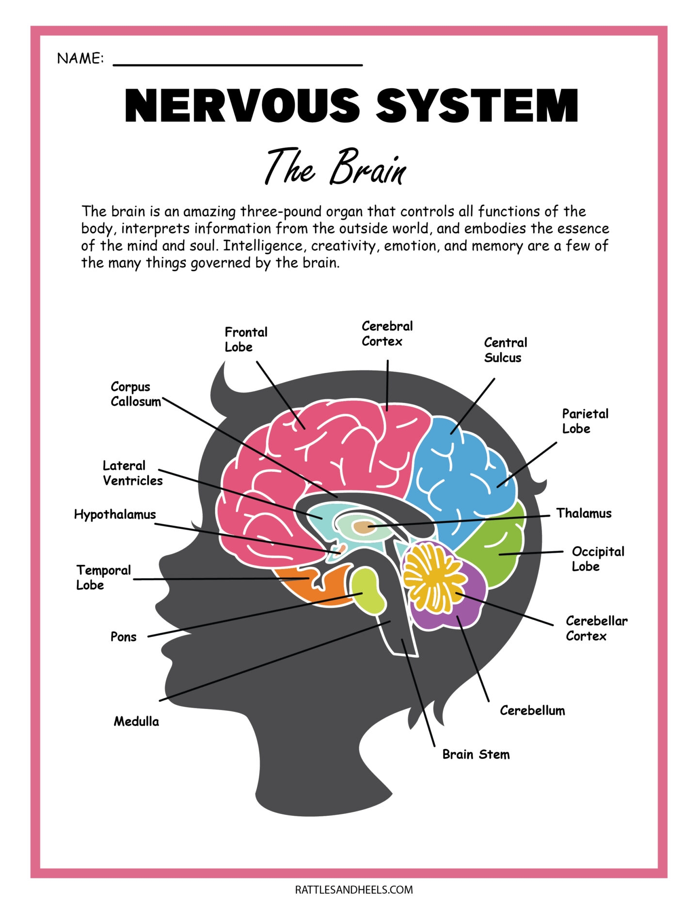 Free Science Worksheets The Nervous System Adanna Dill Worksheets Library
