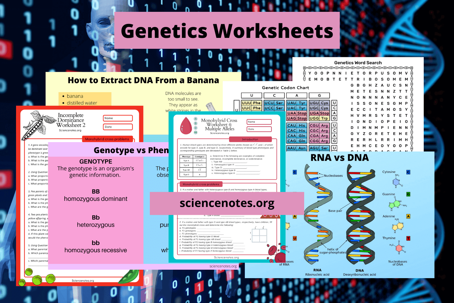 Mendelian Genetics Reading Comprehension Worksheet