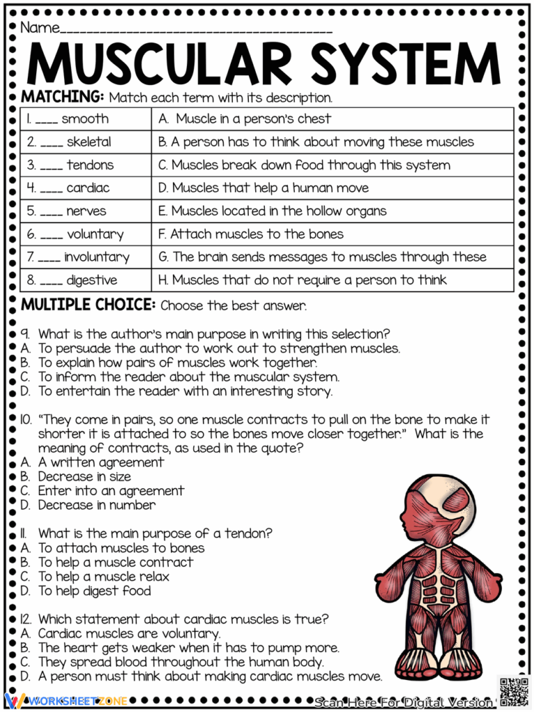 Grade 7 Muscular System Worksheets 2025