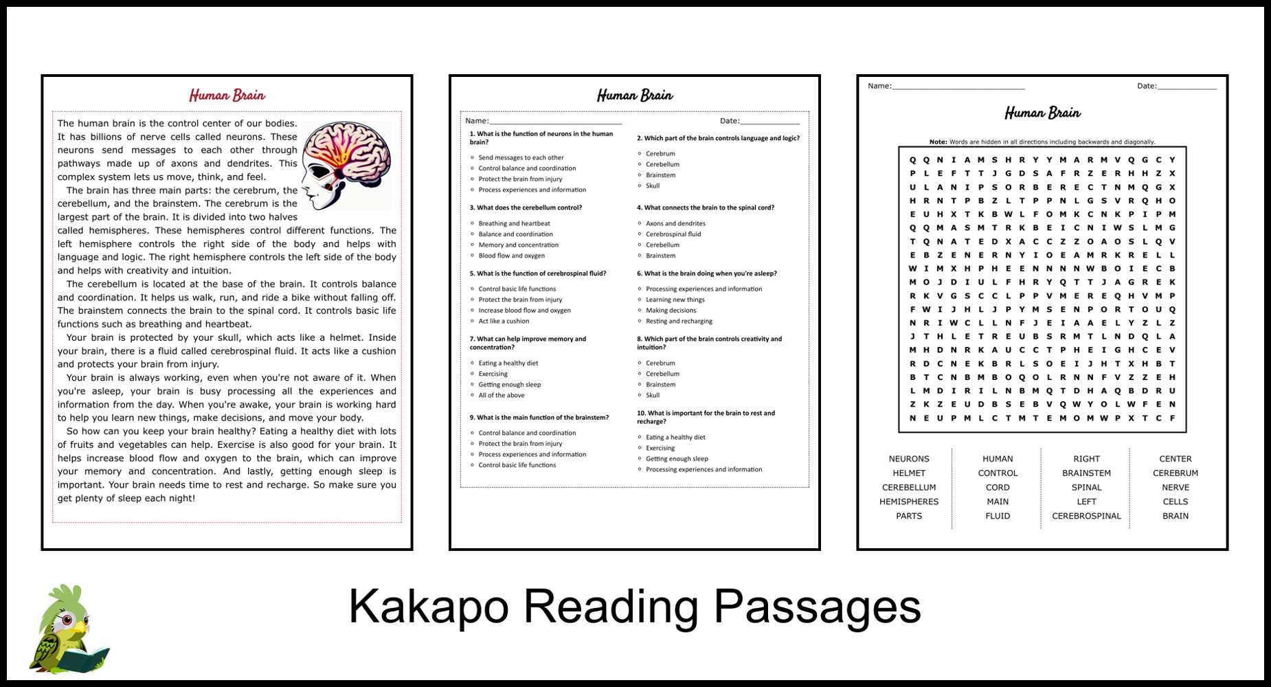 Human Brain Reading Comprehension And Word Search Teaching Resources