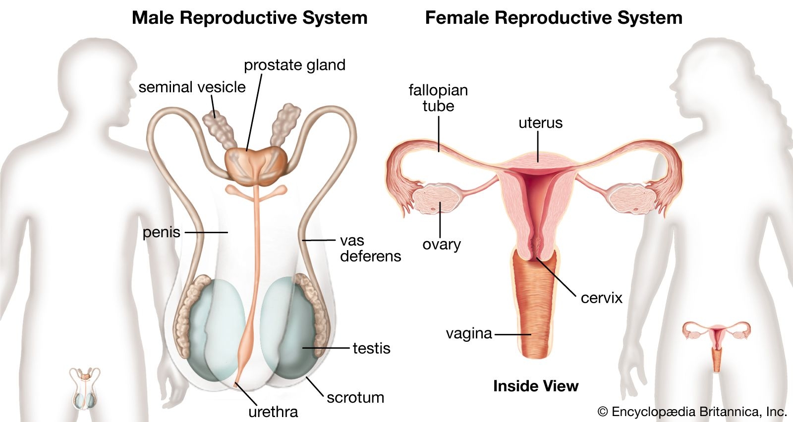 Human Reproductive System Definition Diagram U0026 Facts Britannica