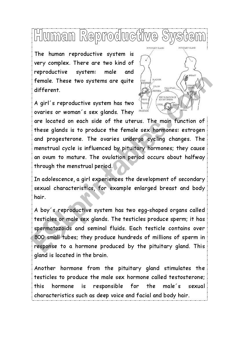 Human Reproductive System ESL Worksheet By Claumar2012