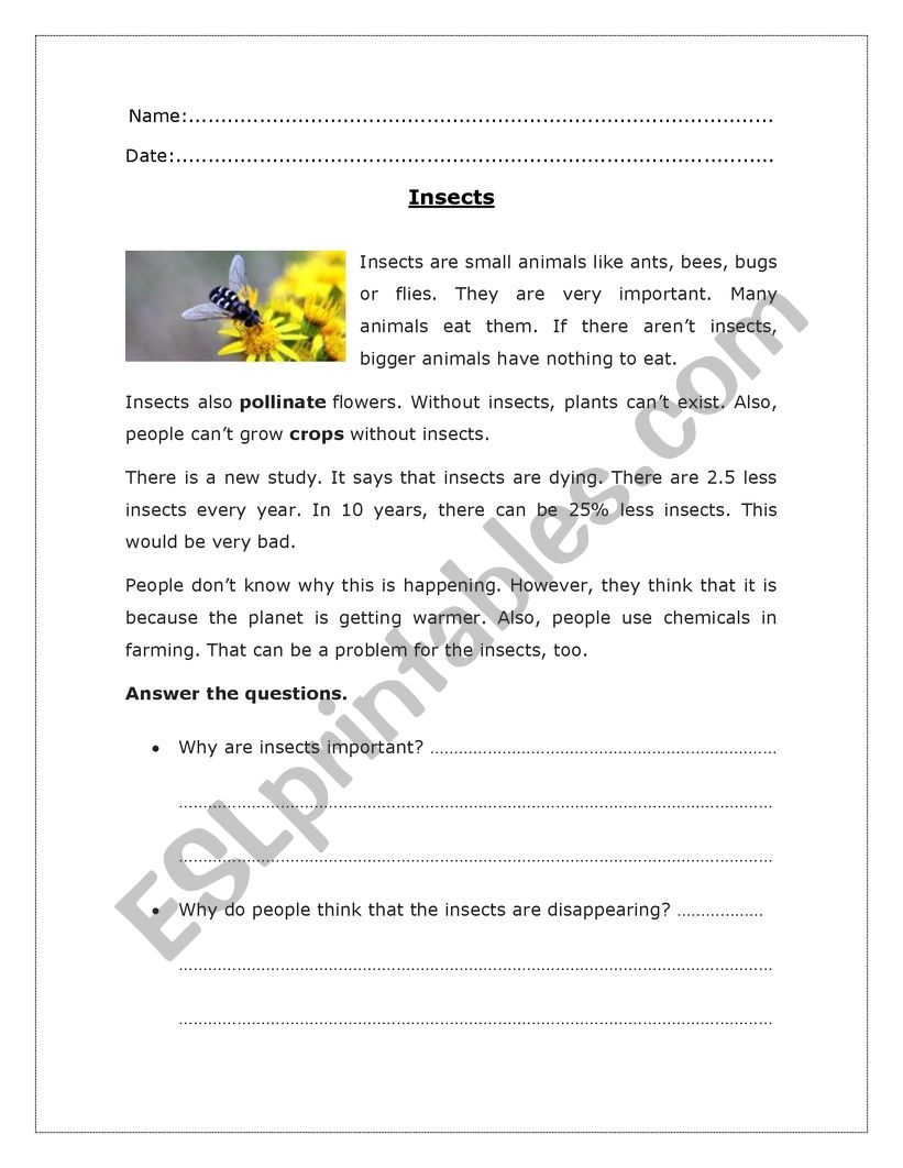 Insects Reading Comprehension ESL Worksheet By Lcaste22