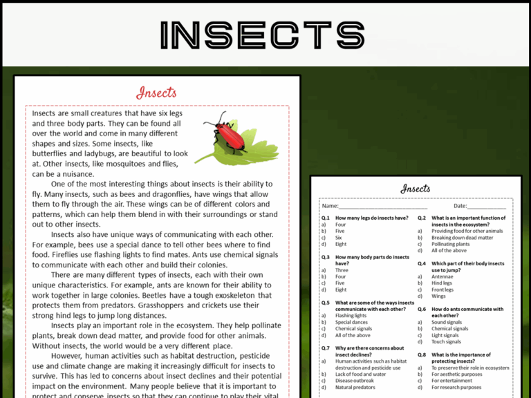 Insects Reading Comprehension Passage And Questions PDF Teaching Resources