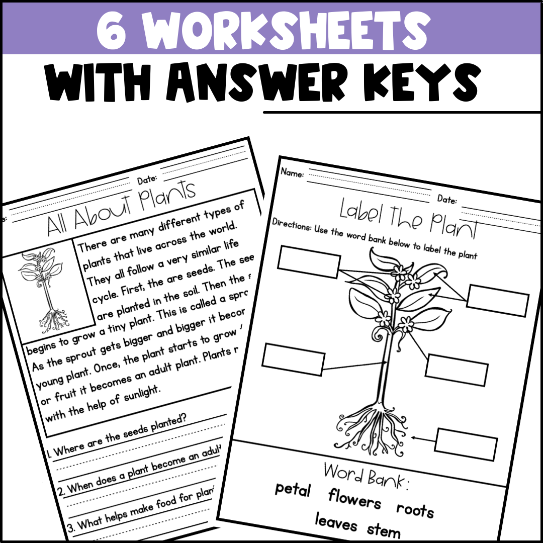 Life Cycle Of A Plant Activities Worksheets Booklet Poster Plant Life Cycle Made By Teachers