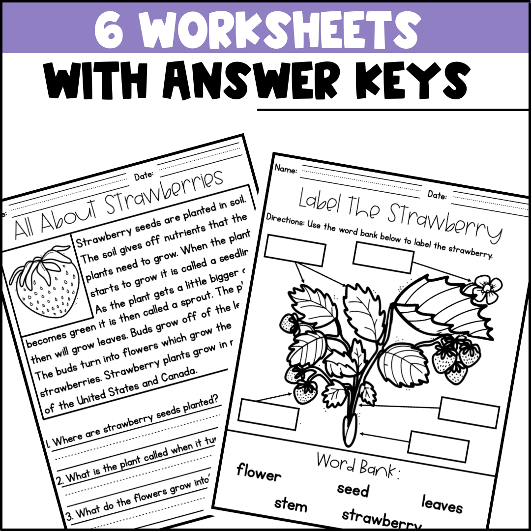 Life Cycle Of A Strawberry Activities Worksheets Strawberry Life Cycle