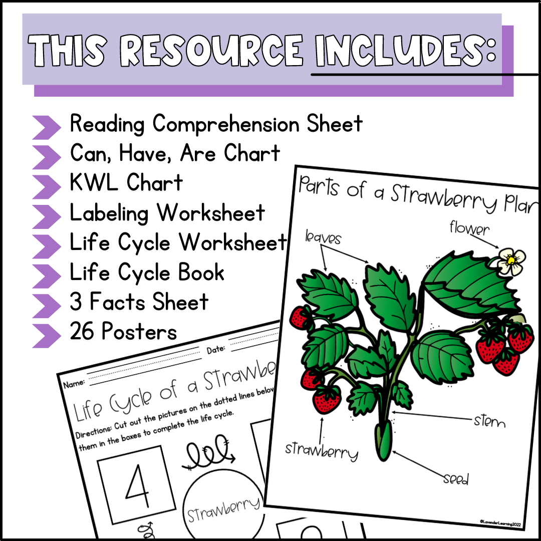 Life Cycle Of A Strawberry Activities Worksheets Strawberry Life Cycle