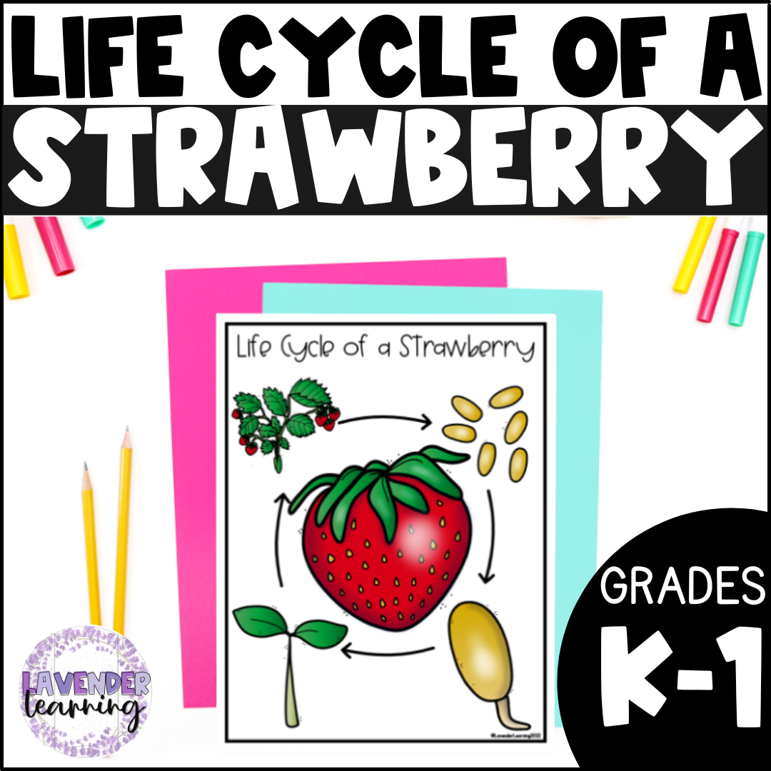 Life Cycle Of A Strawberry Activities Worksheets Strawberry 