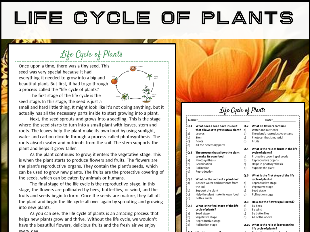 Life Cycle Of Plants Reading Comprehension Passage And Questions PDF Teaching Resources