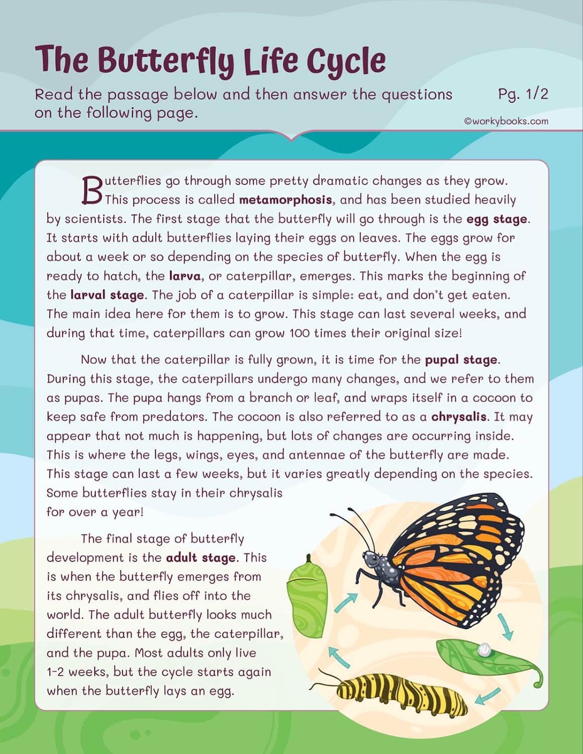 Life Cycles Worksheets Workybooks