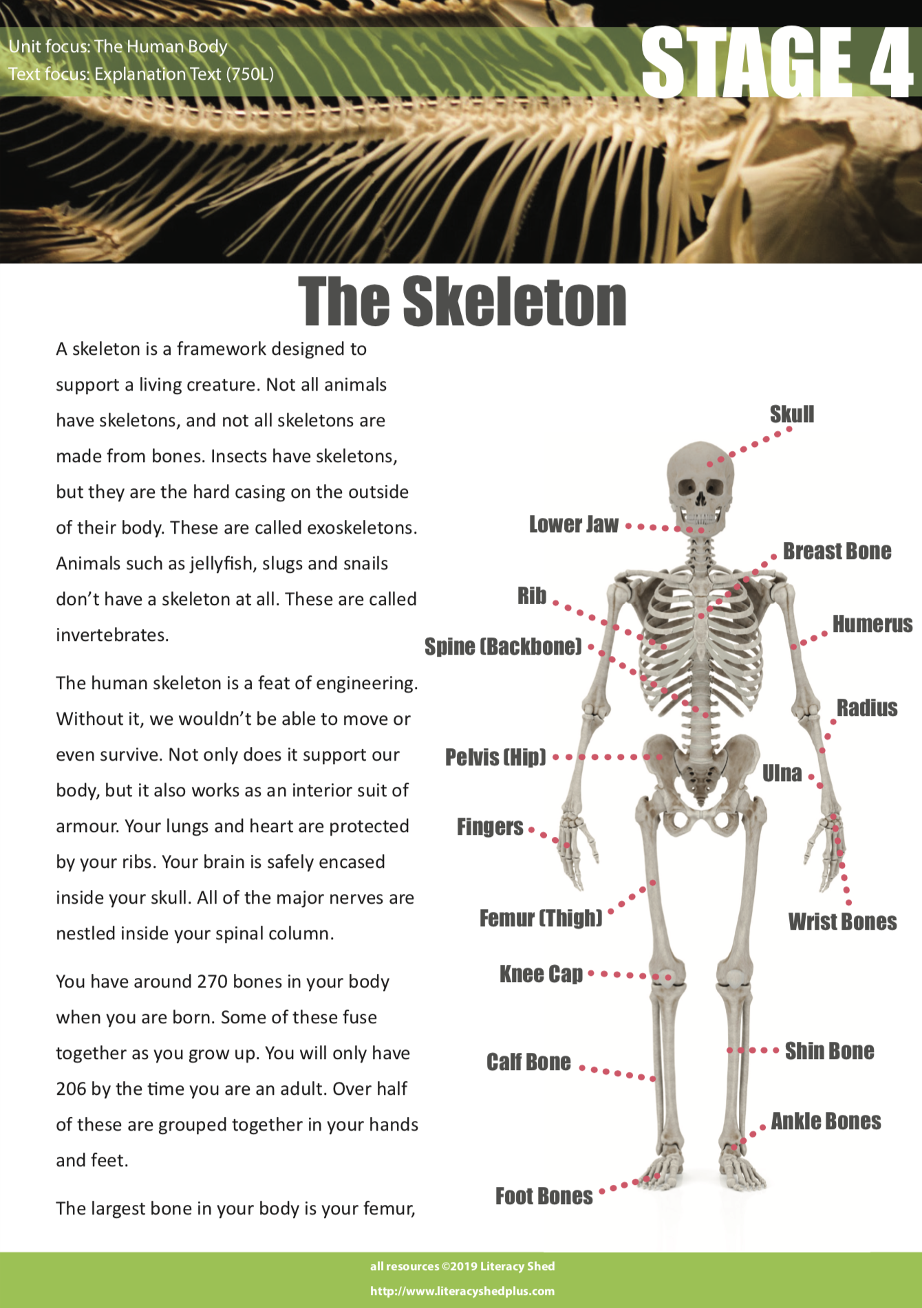 Literacy Shed Plus The Human Body