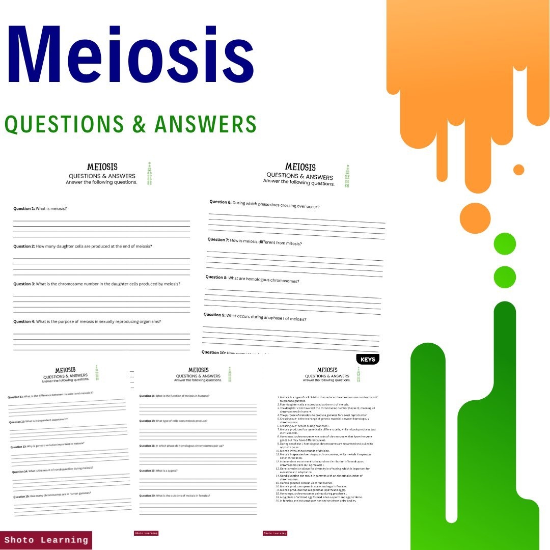 Matching Worksheets On Meiosis 2 Sets 10 Questions Each PDF