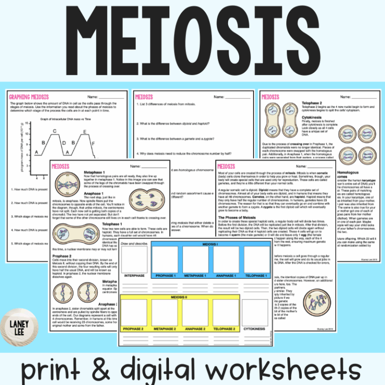 Meiosis Reading Comprehension Worksheets Laney Lee