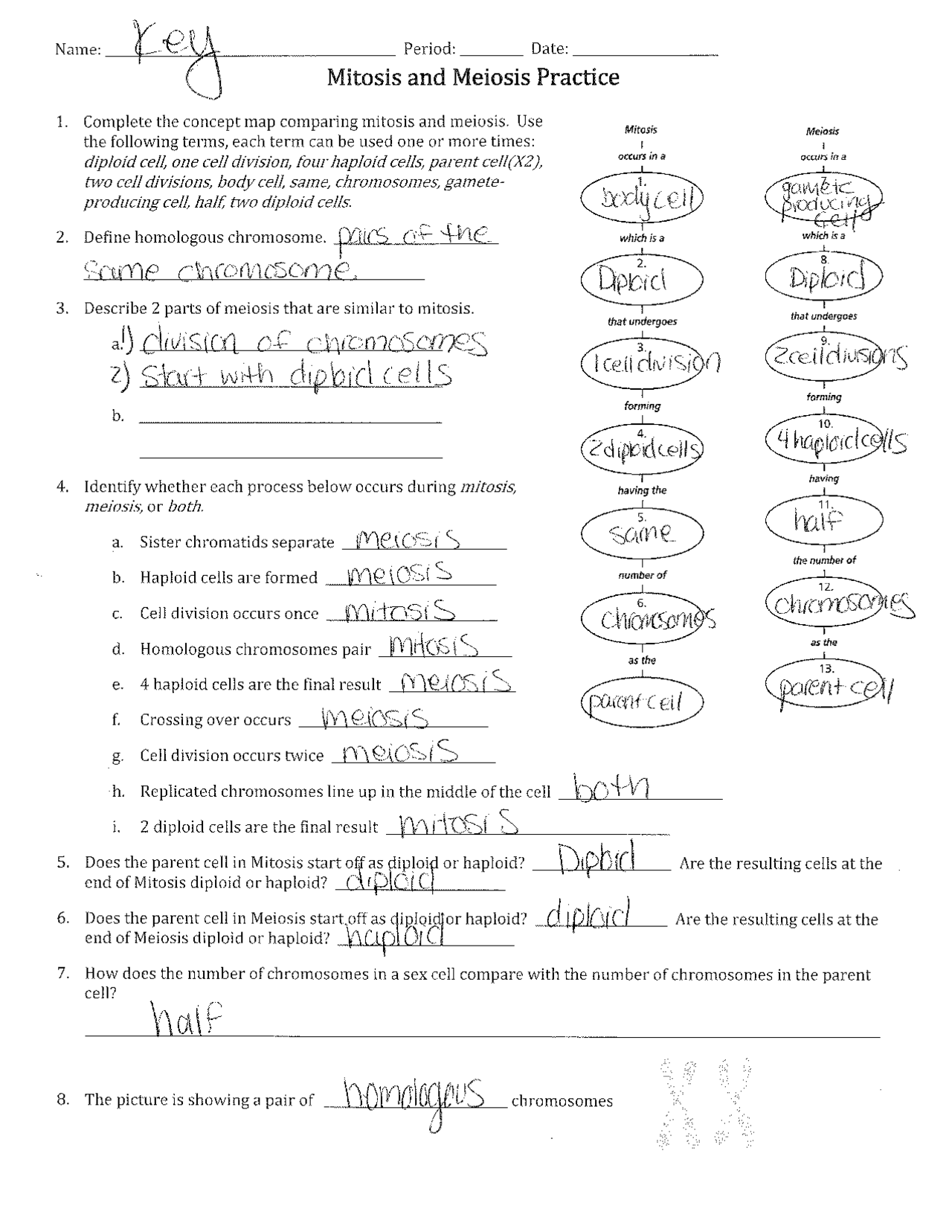 Meiosis Reading Comprehension Worksheets Laney Lee Worksheets Library