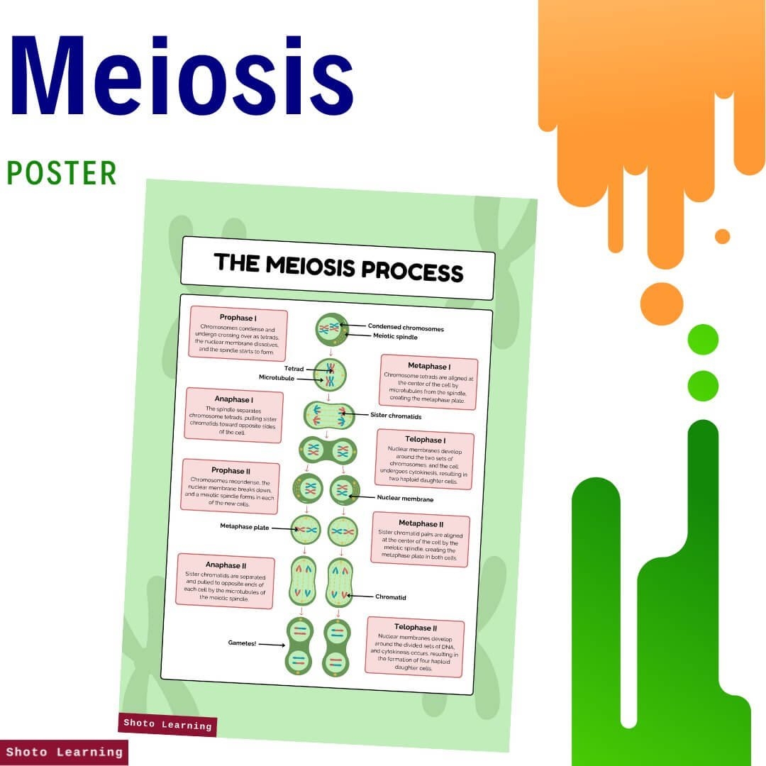 Meiosis Short Questions U0026 Answers Worksheet 20 Questions PDF