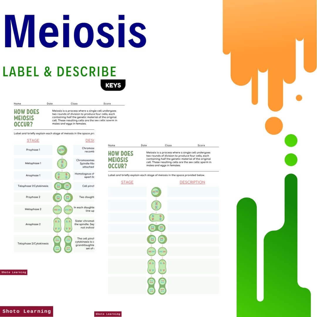 Meiosis Worksheet 20 Fill in the Blank Questions Answer Key