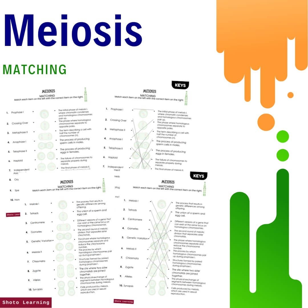 Meiosis Worksheet 20 Fill in the Blank Questions Answer Key