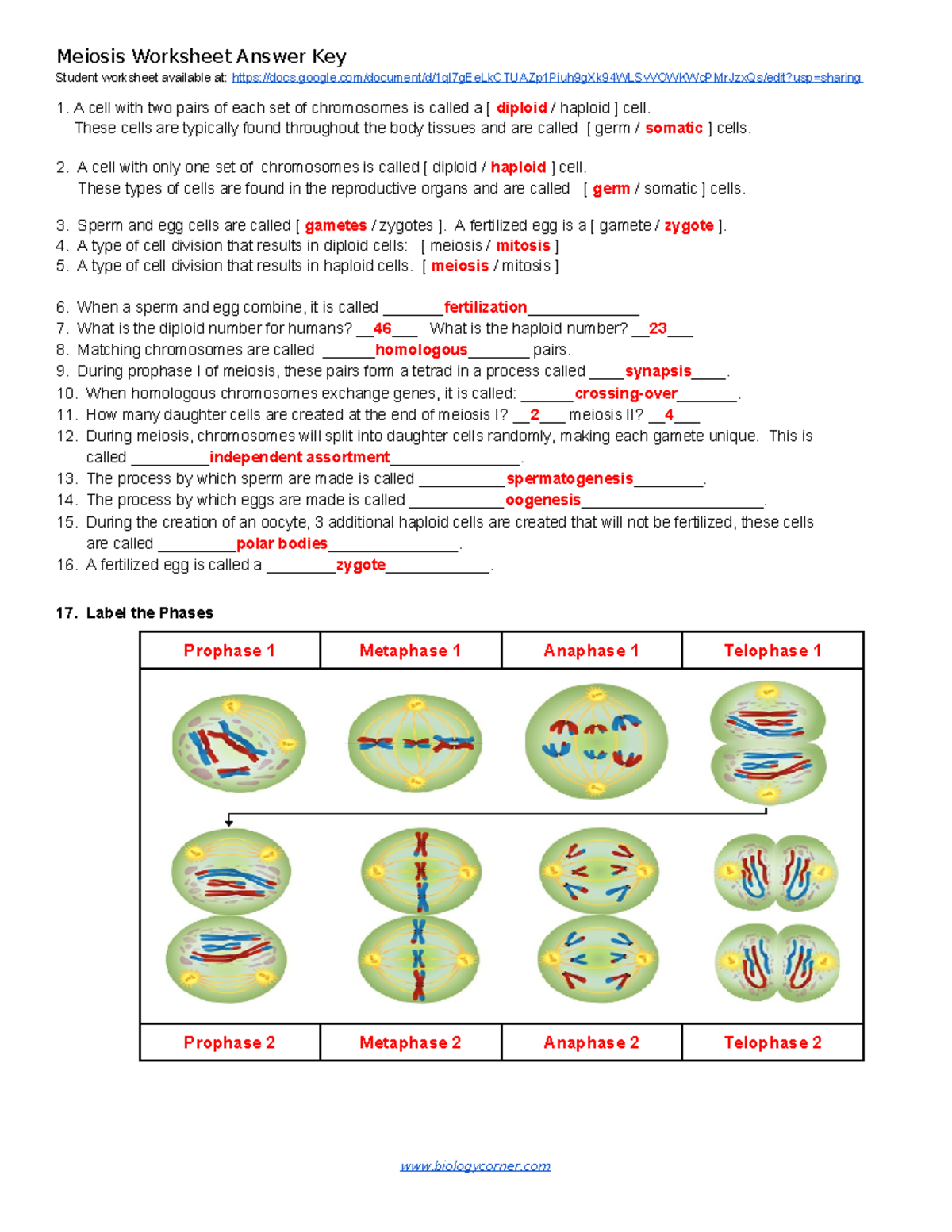 Meiosis Worksheet Key 1 Meiosis Worksheet Answer Key Student Worksheet Available At Studocu