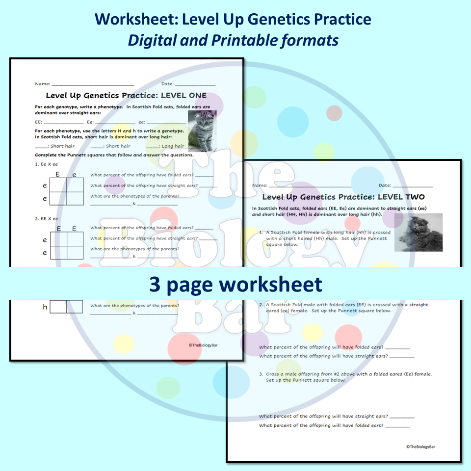 Mendelian Genetics Worksheets Made By Teachers