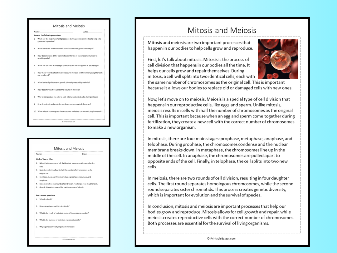 Mitosis And Meiosis Reading Comprehension Passage Printable Worksheet Teaching Resources
