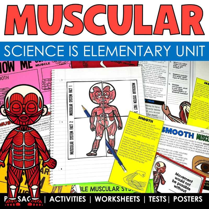 Muscular System Human Body Systems Worksheets Passages And Graphic Organizers Tied 2 Teaching