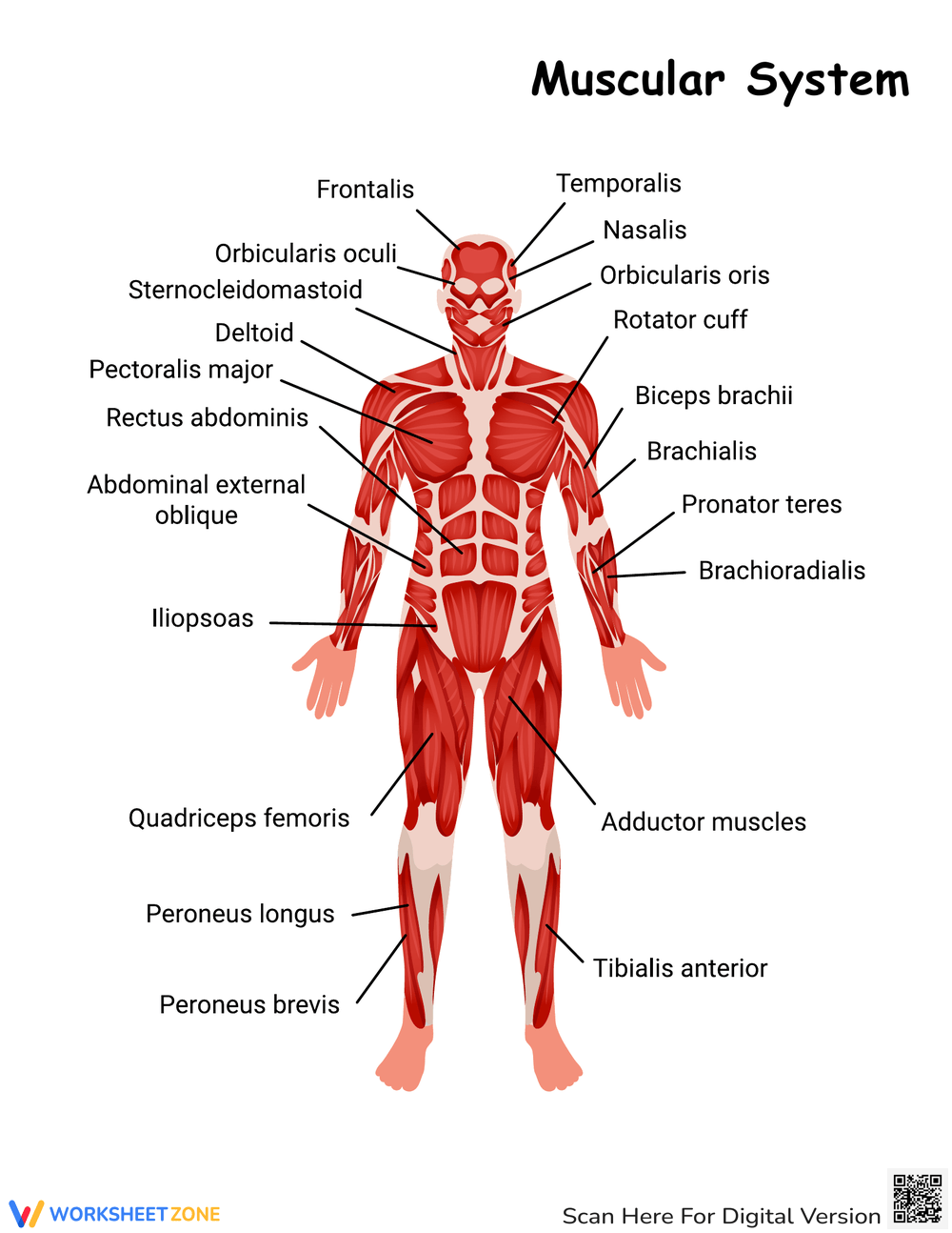Muscular System Worksheets 2025