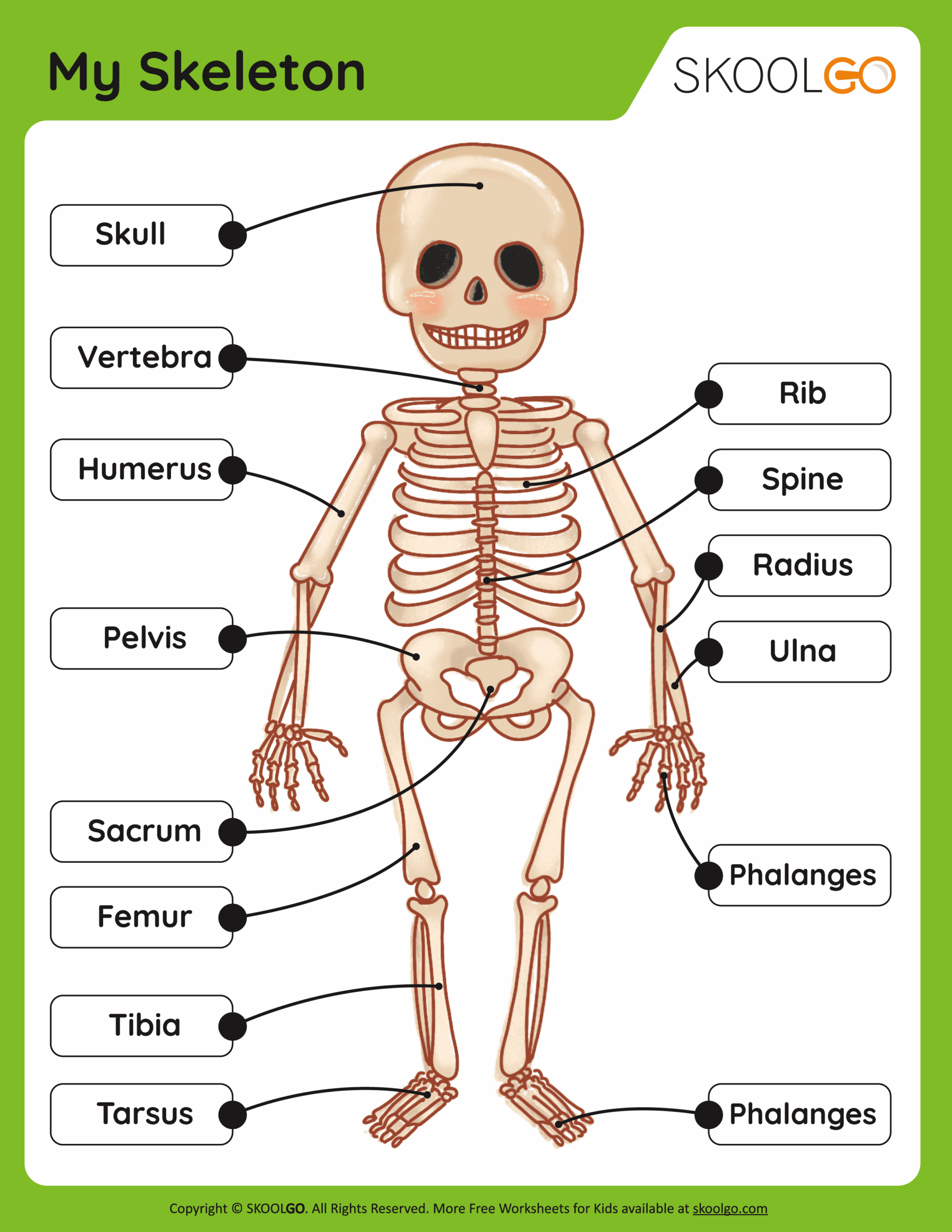 Skeleton Worksheet Pdf Reading Comprehension