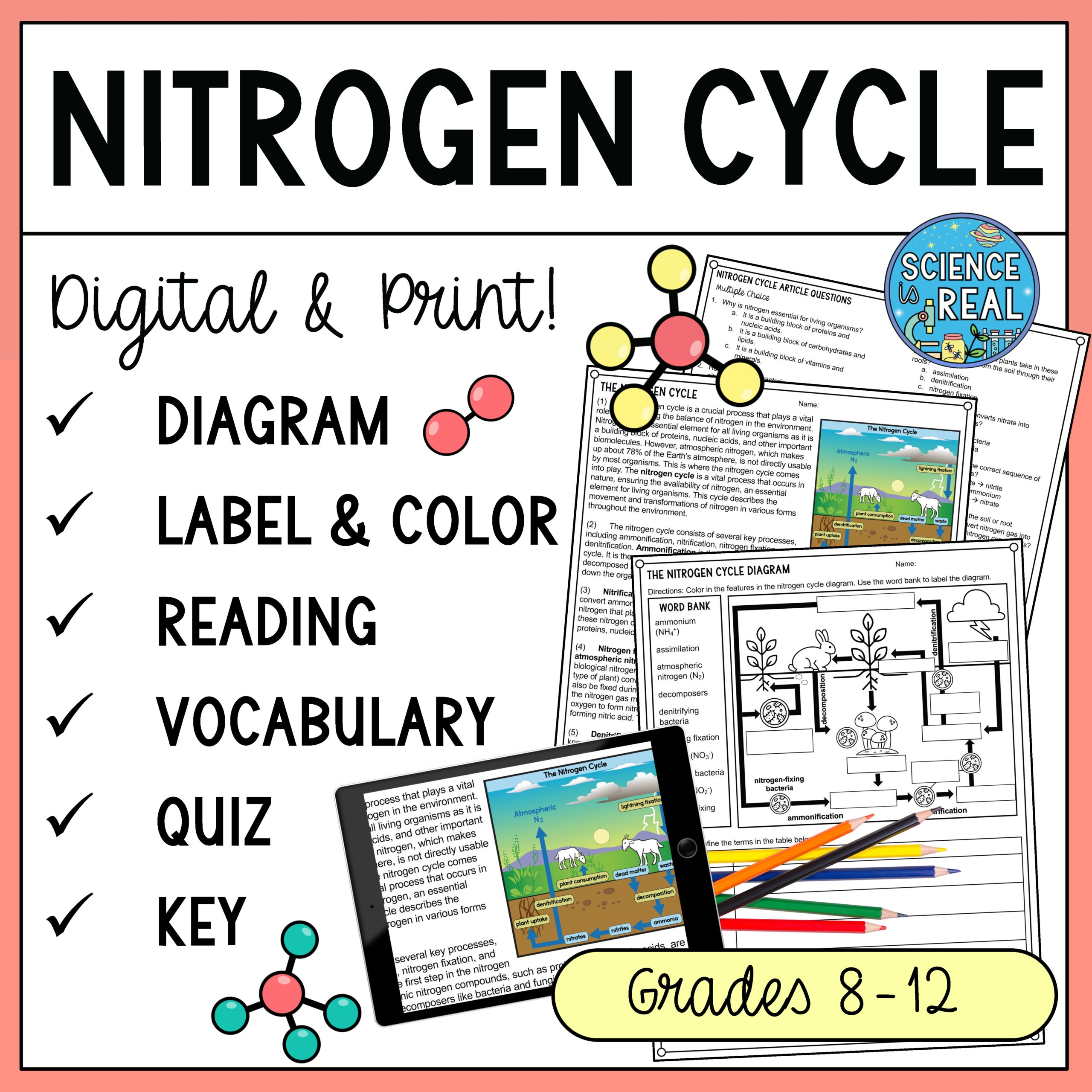 Nitrogen Cycle Diagram Reading Comprehension And Questions Worksheets Classful