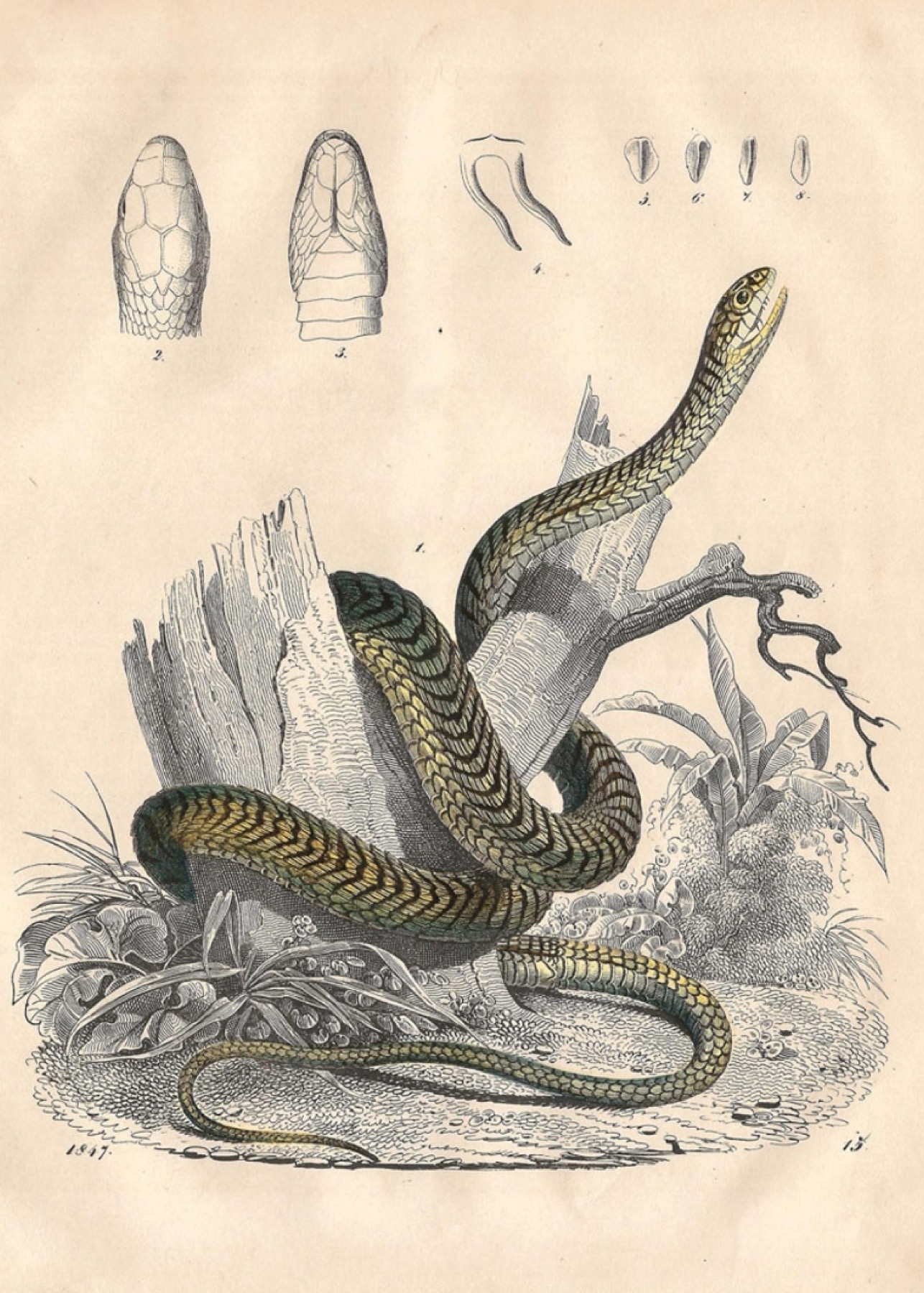 Snake Boy Folktale Reading Comprehension Worksheet