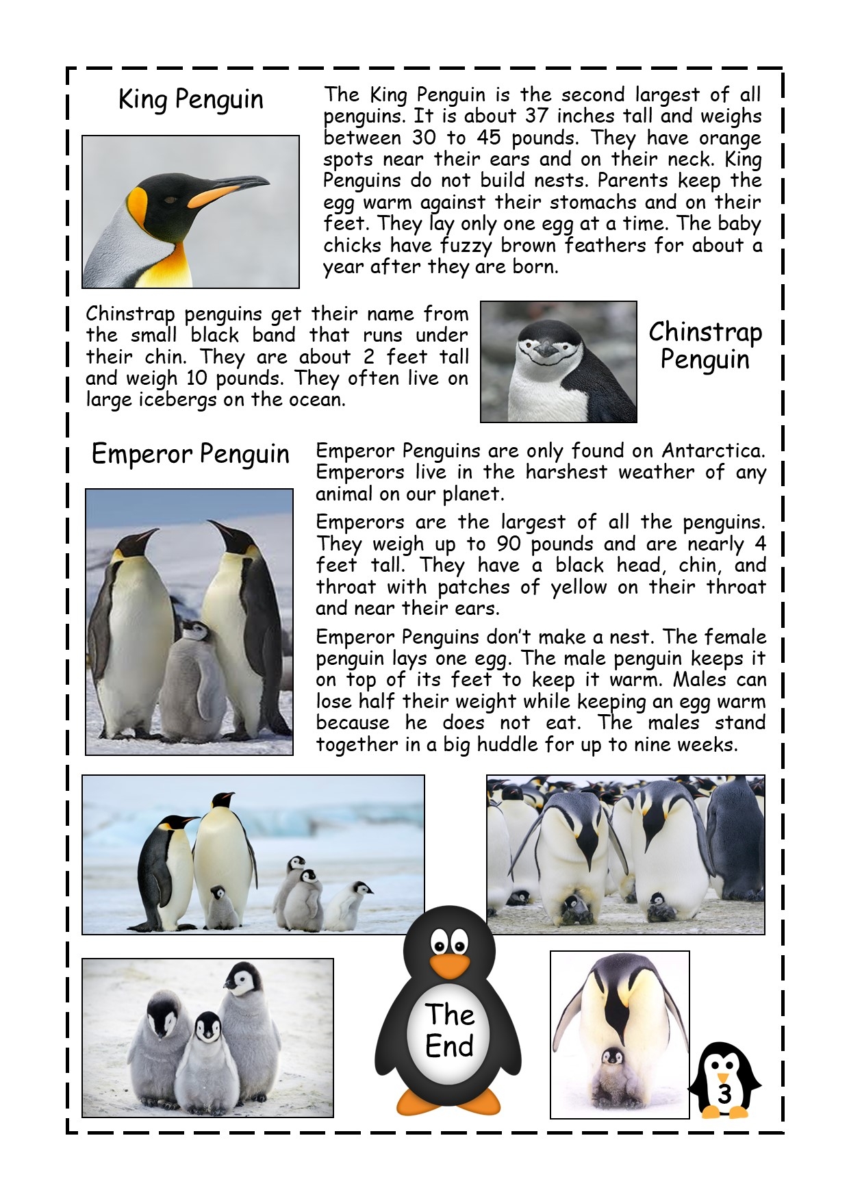 Penguin Facts Reading Comprehension Passage