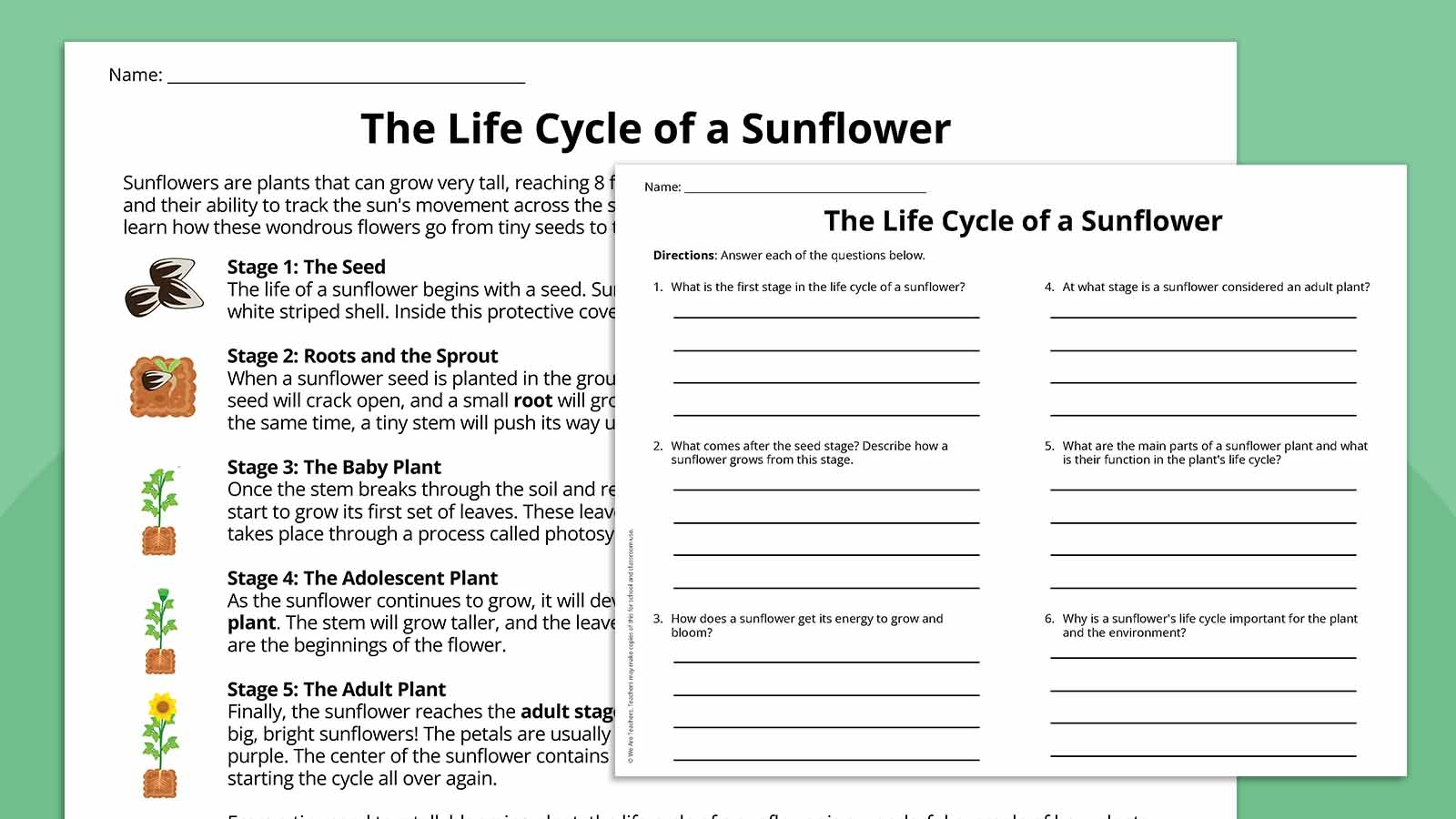 Plant Life Cycle Worksheet Bundle Free Printables 