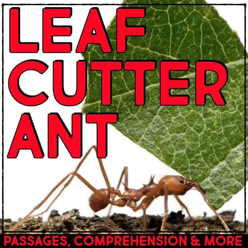 Reading Comprehension Ants Leaf Cutter Ant Informational Article And And Comprehension Activities 