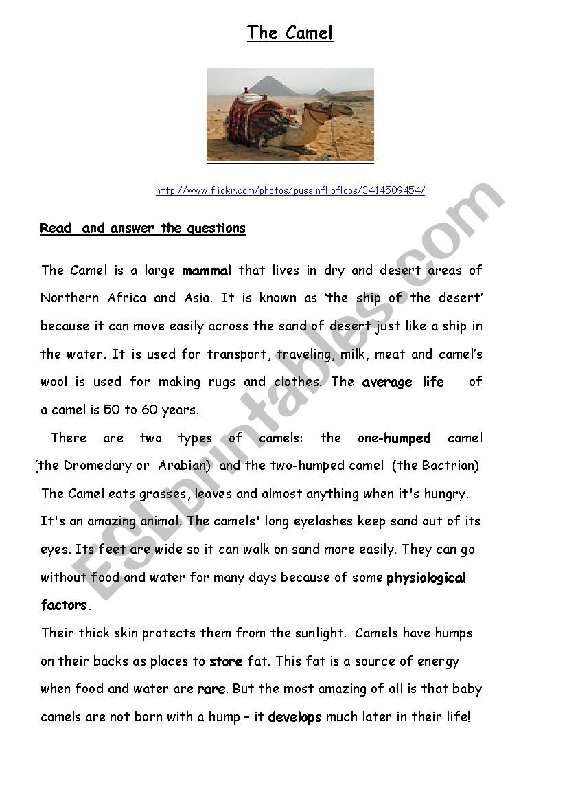 Reading Comprehension ESL Worksheet By SHNS