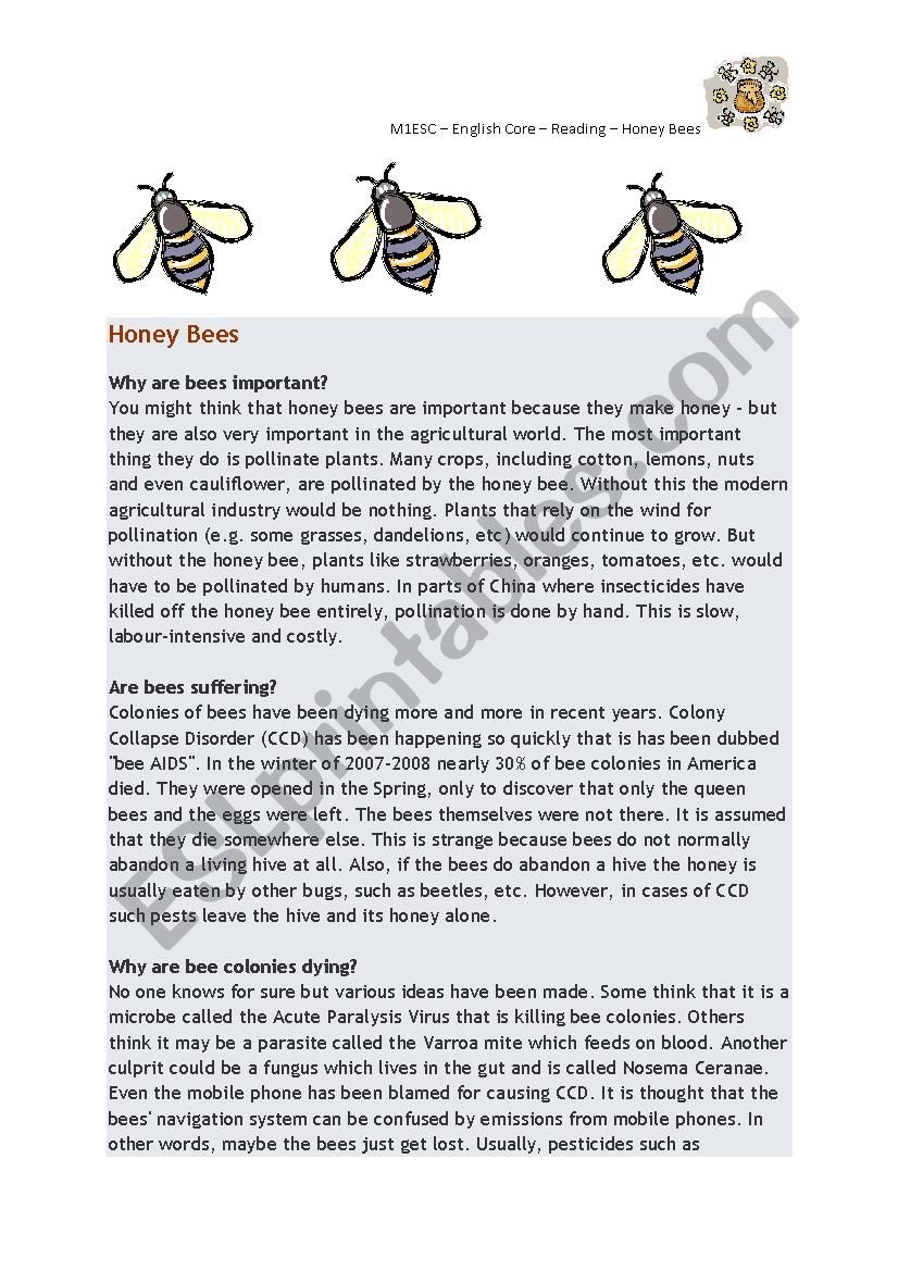 Reading Comprehension Honey Bees ESL Worksheet By Lynz0175