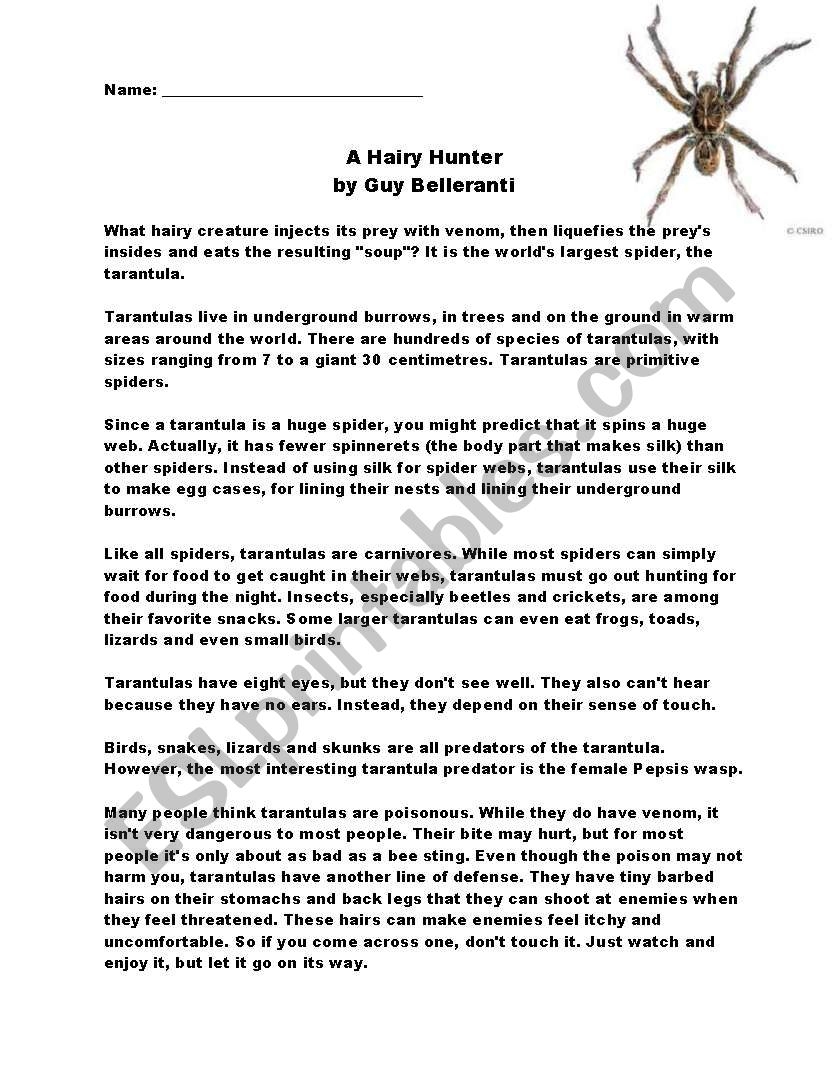 Reading Comprehension Spider ESL Worksheet By Eicristin