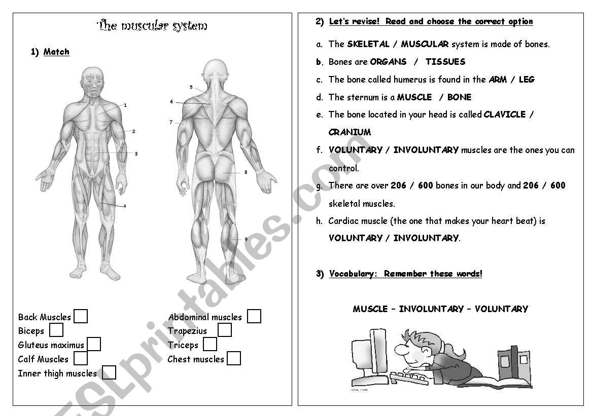 Muscular System Reading Comprehension Worksheets