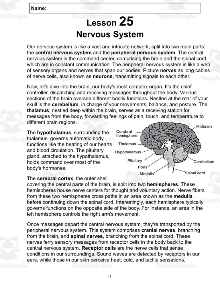 Science Reading Comprehension Passage 25 Nervous System PDF