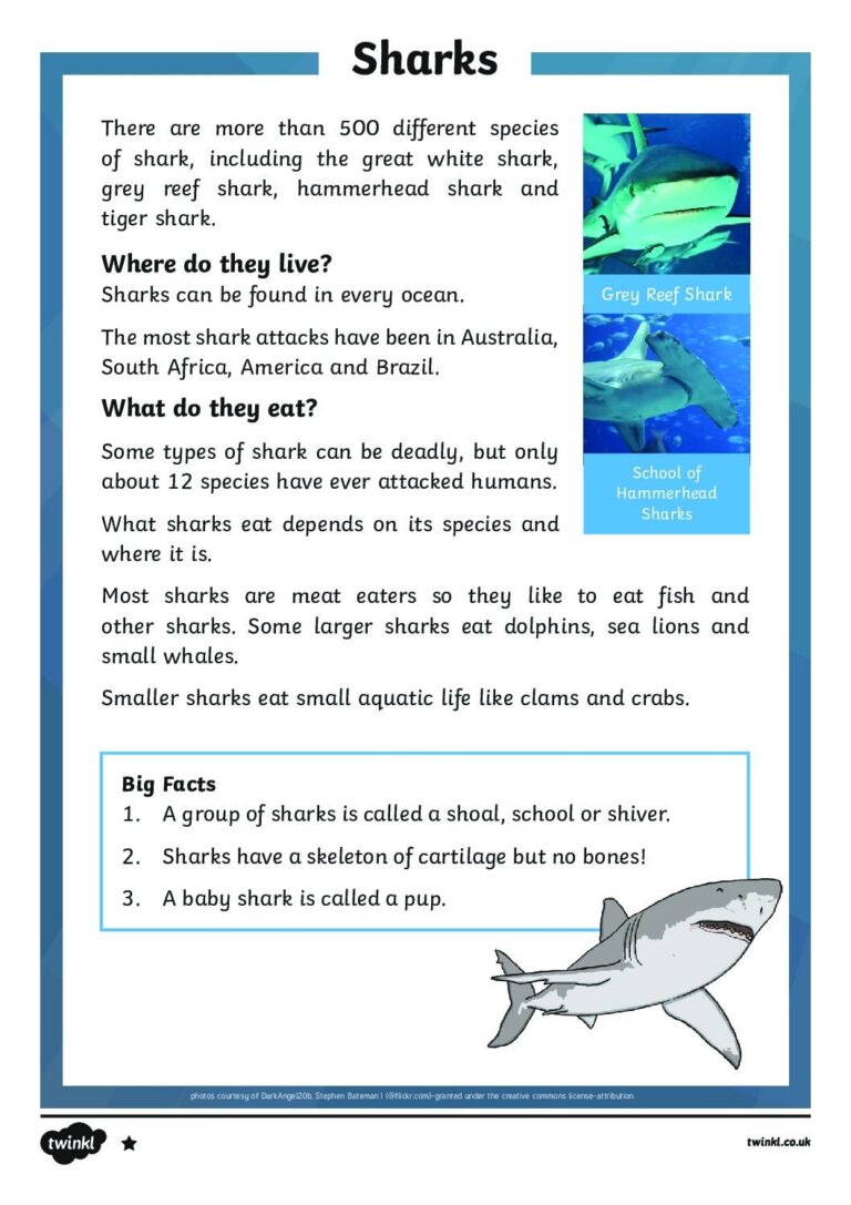 Sharks Differentiated Reading Comprehension Activity St Cyprian s Greek Orthodox Primary Academy