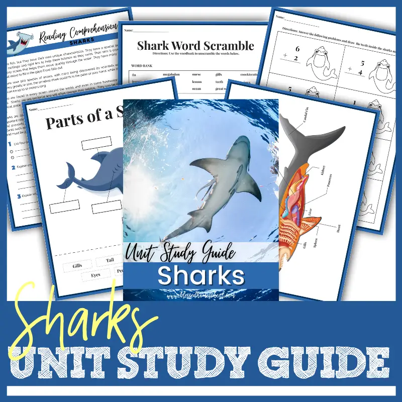 Printable Free Shark Reading Comprehension Worksheets