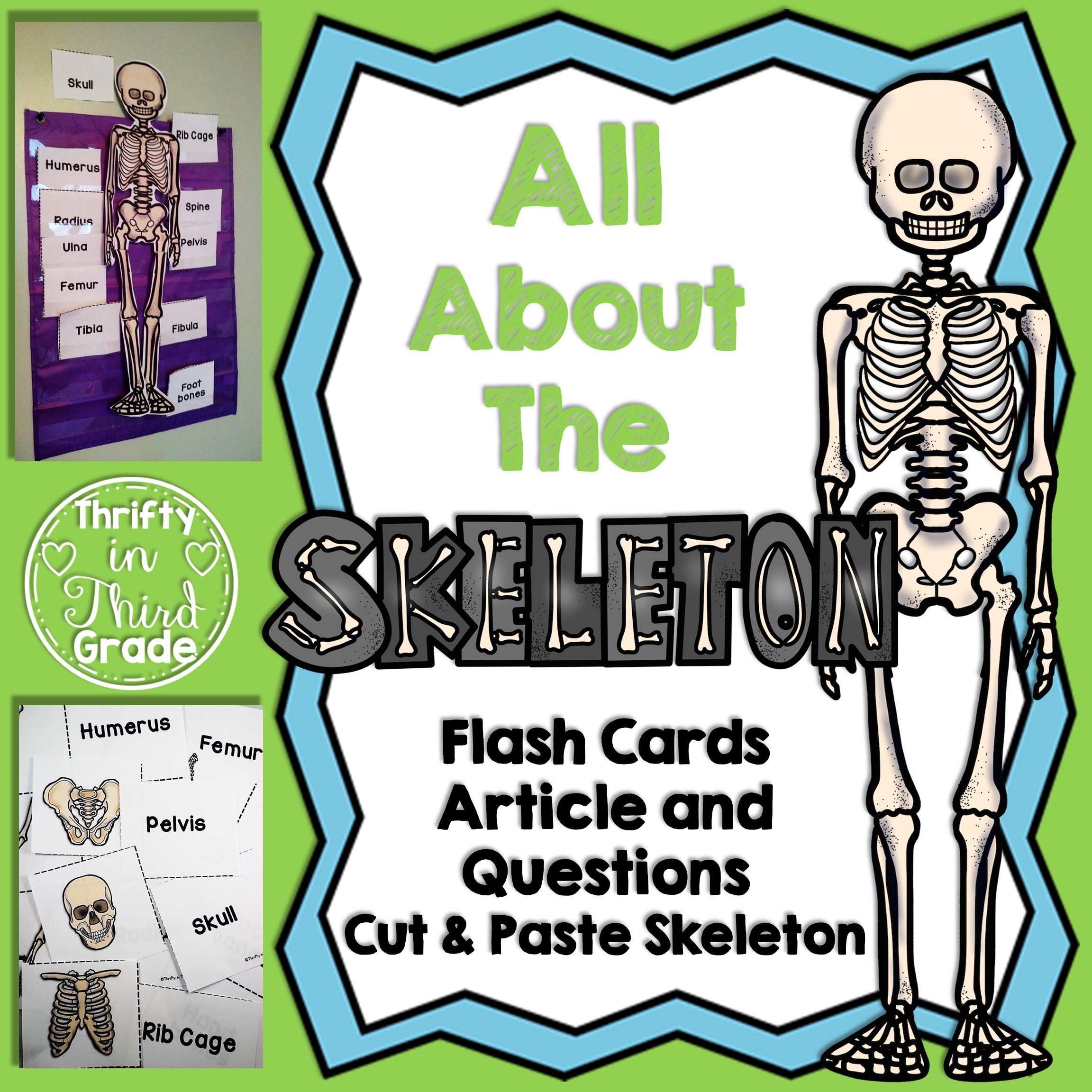 Skeletal System Worksheets Label The Skeleton Assemble A Skeleton Printable Cut U0026 Paste Activity Thrifty In Third Grade