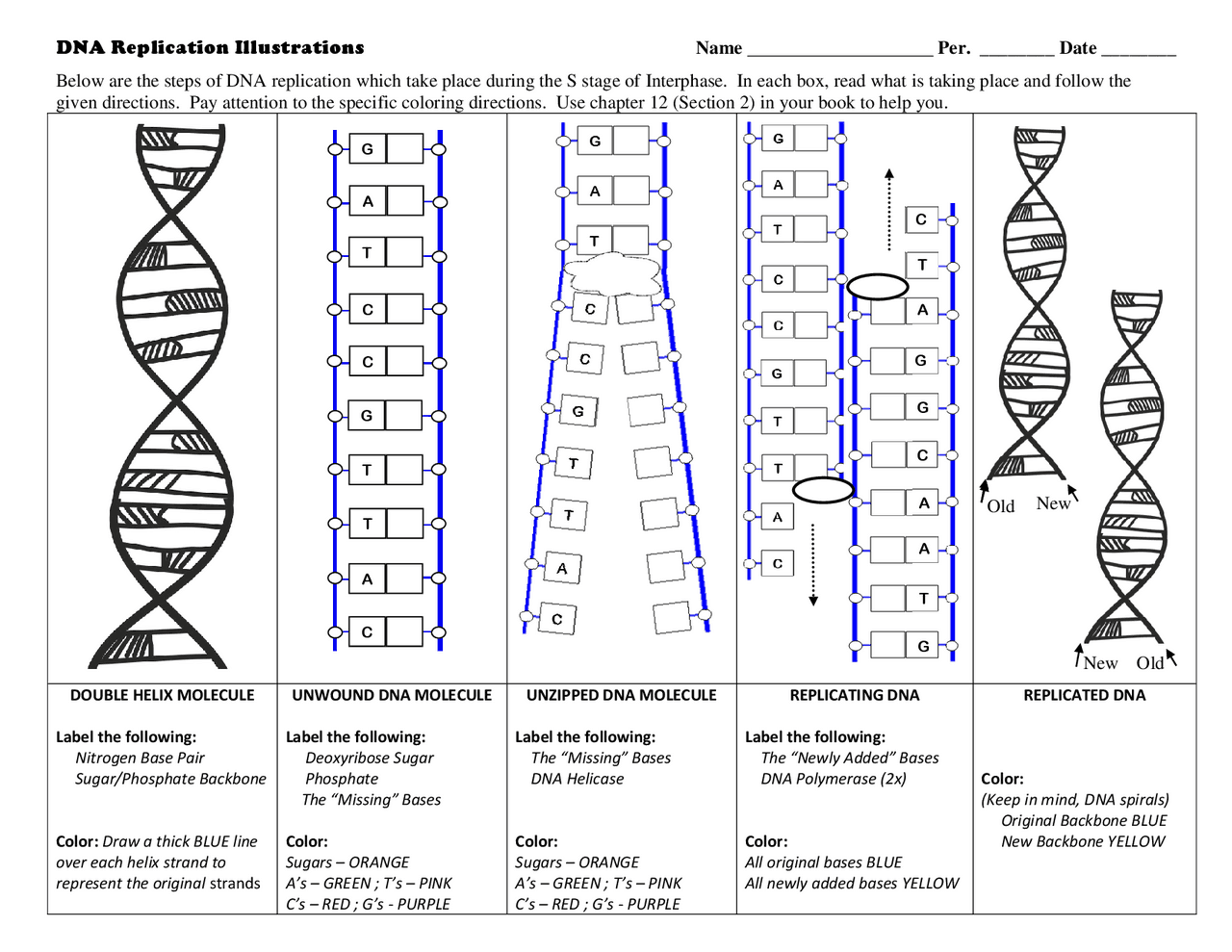 Dna Replication Reading Comprehension Worksheet