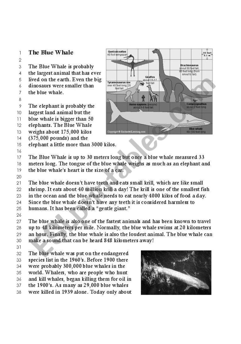 The Blue Whale Reading Comprehension ESL Worksheet By FranDurbin